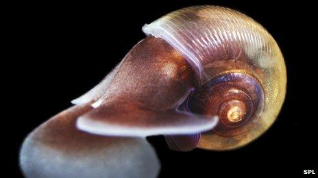 Sea snail