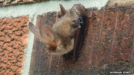 Brown long eared bat