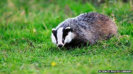 Badger