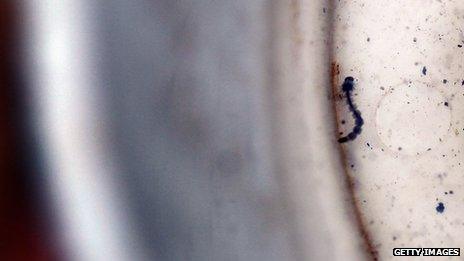 Mosquito larva in a cup