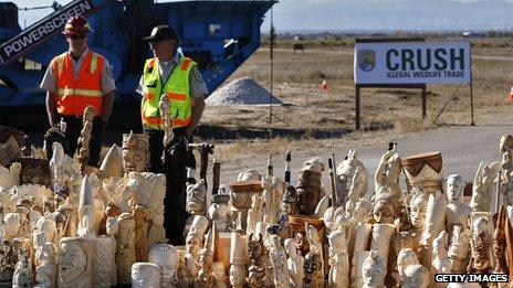 Large ivory items ready to be crushed. 14 Nov 2013