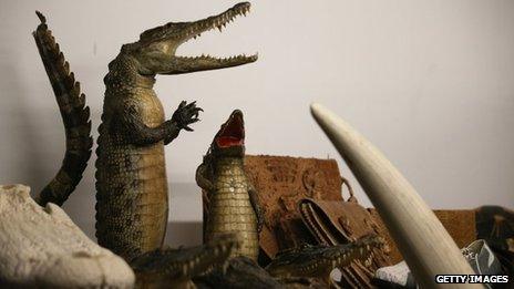 Taxidermy alligators