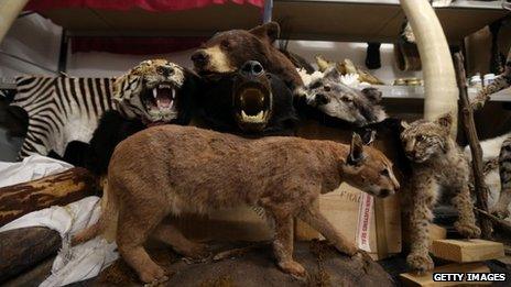 Taxidermy animals