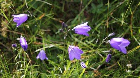 Scottish bluebells