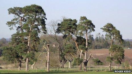 Line of Scots pine trees