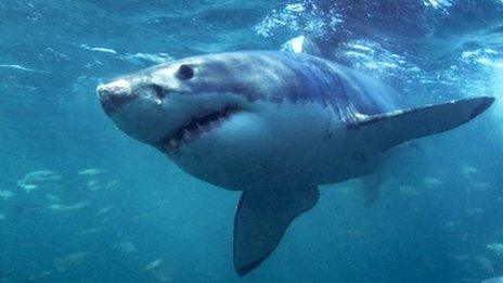 Great White shark