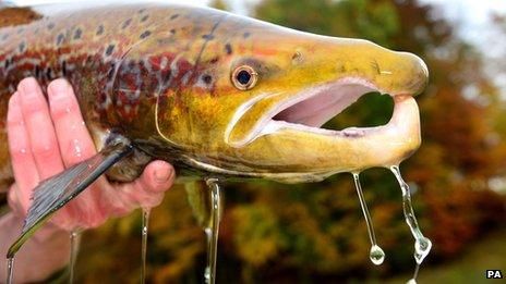 An Atlantic salmon caught by the Kielder salmon hatchery