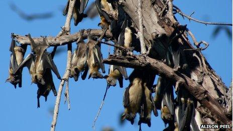 Straw-coloured fruit bat