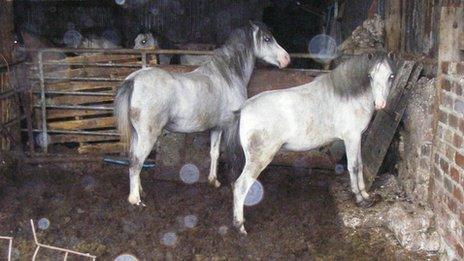 Horses at Pencarth Uchaf Farm