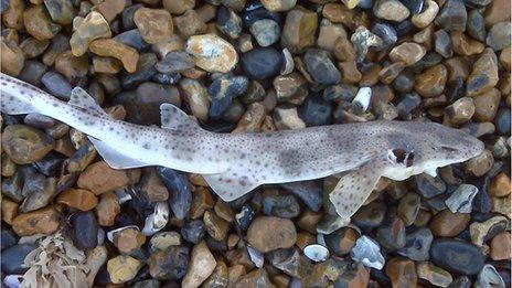 Dogfish shark at Herne Bay