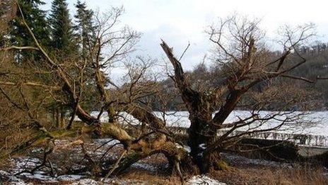 The Great Oak at the Gates of the Dead