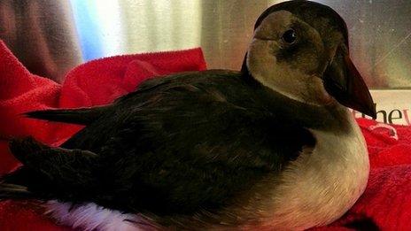 Puffin found in Strood