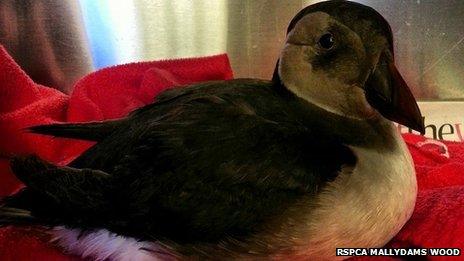 Puffin found in Strood