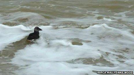 Pat the puffin swimming in the sea