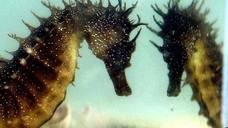 A seahorse reflected in a tank