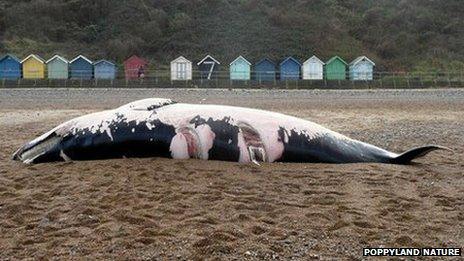 Whale on beach in Cromer