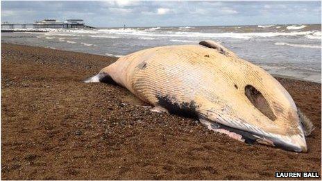 Whale on beach in Cromer