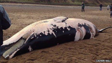 Whale on beach in Cromer