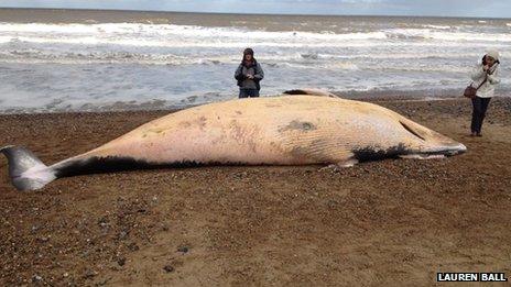 Whale on beach in Cromer