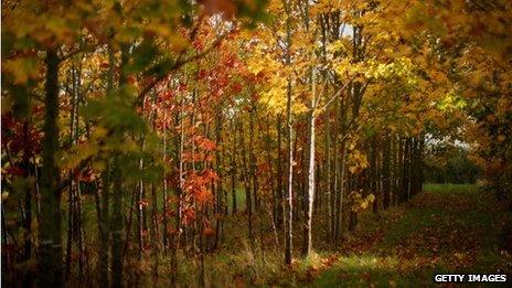 Autumnal trees