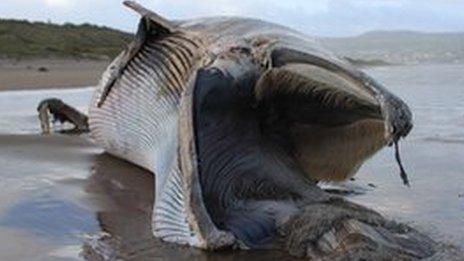 Dead Minke whale