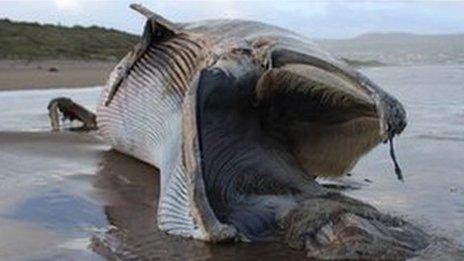 Dead Minke whale