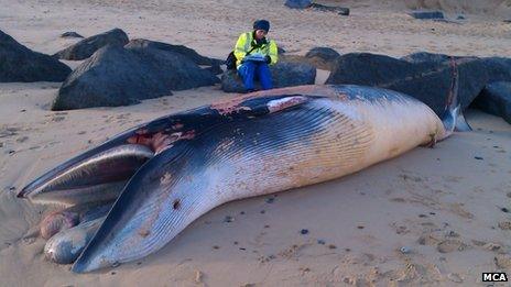 Minke whale, Sea Palling beach, Norfolk