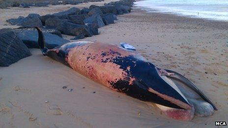 Minke whale, Sea Palling beach, Norfolk