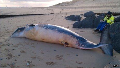 Minke whale, Sea Palling beach, Norfolk