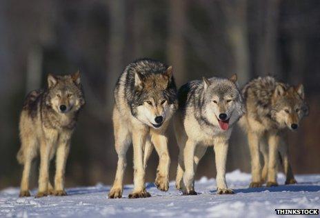 Wolves