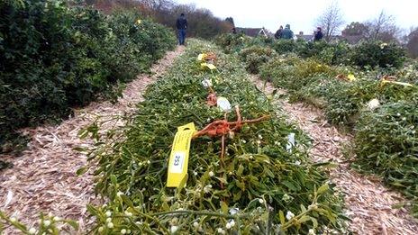 Row of mistletoe