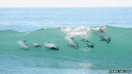 dolphins surfing