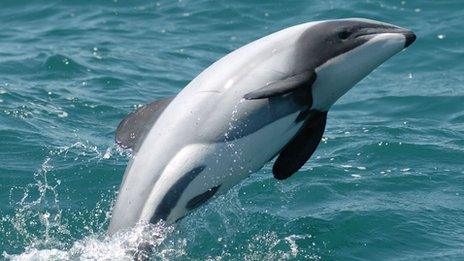 Maui's dolphin