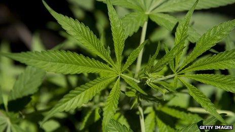 Cannabis plant