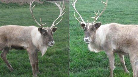 Cracker and Humbug (r) the reindeers