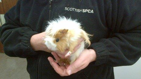 Guinea pig