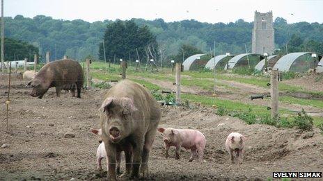 Pigs at Blythburgh