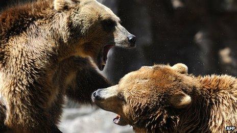 Grizzly bears