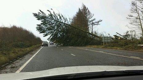 Tree blocking road