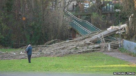 Fallen tree in Kings' Park