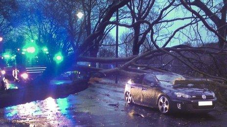 Tree on car