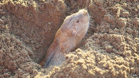 Plains pocket gopher