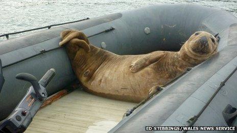 seal in boat