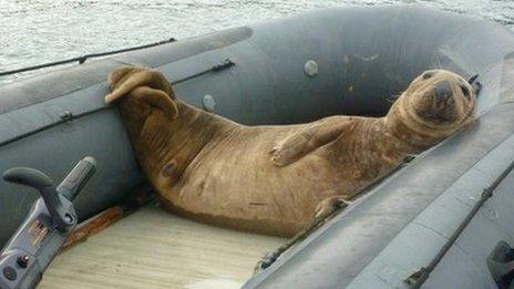 seal in boat