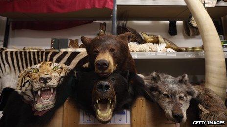 Taxidermy of endangered species