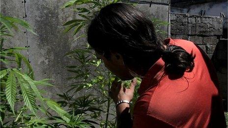 Cristian tends his marijuana plants in his backyard in Montevideo