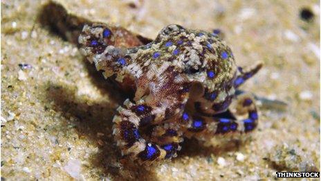 blue ringed octopus