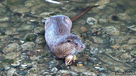 Otter with crab