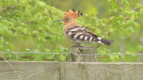 The Hoopoe