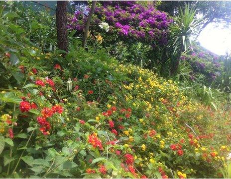 Flowers and sun